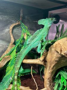 Яшірка василіск, шоломоносний василіск, ящір що бігає по воді, зелена ручна ящірка, василиск