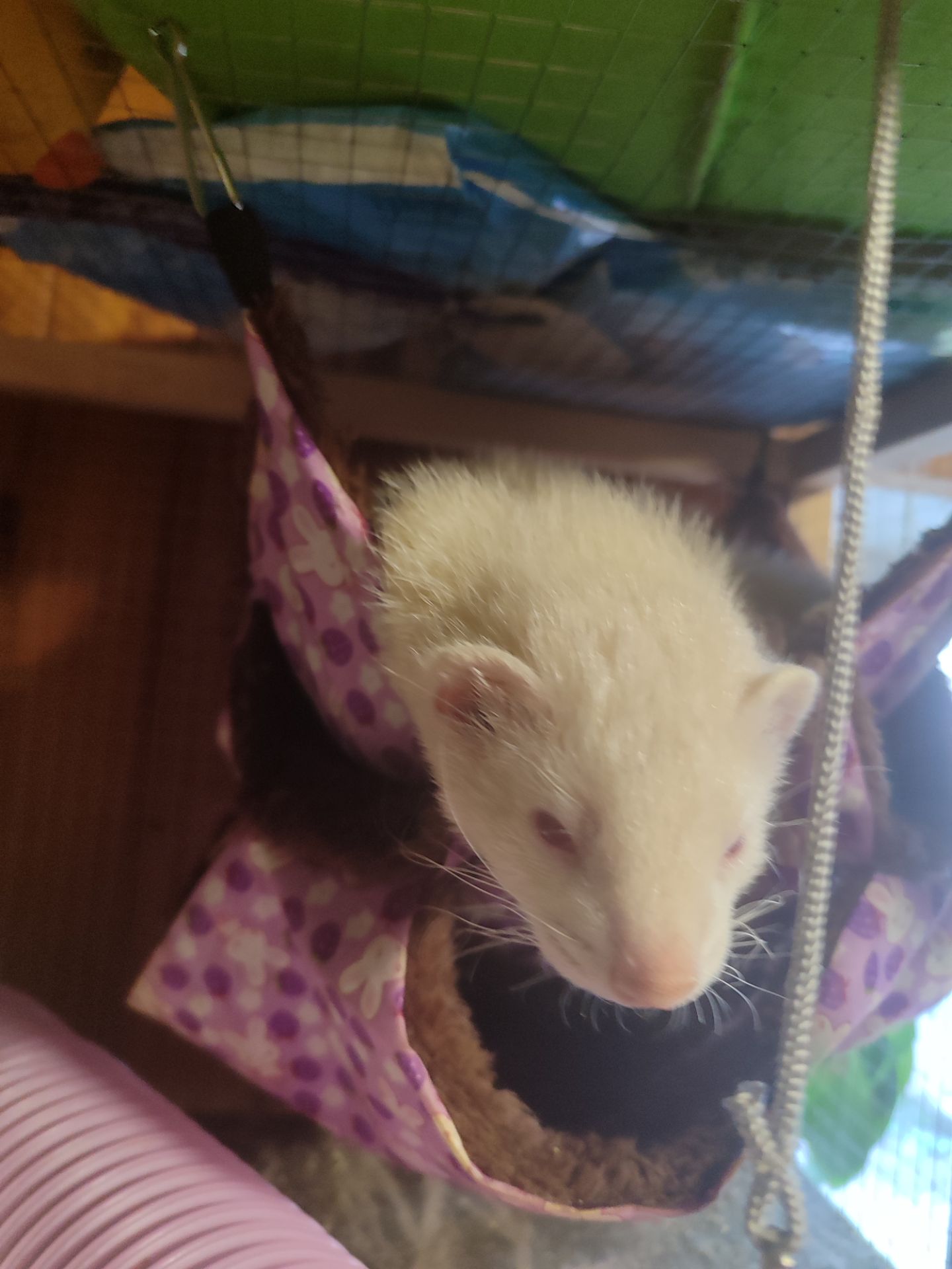 Пара тхориків