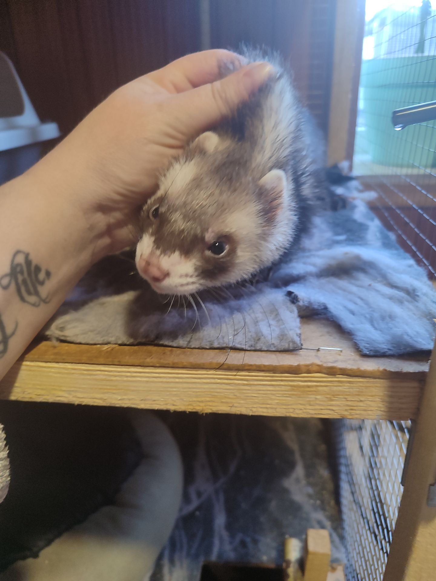 Пара тхориків