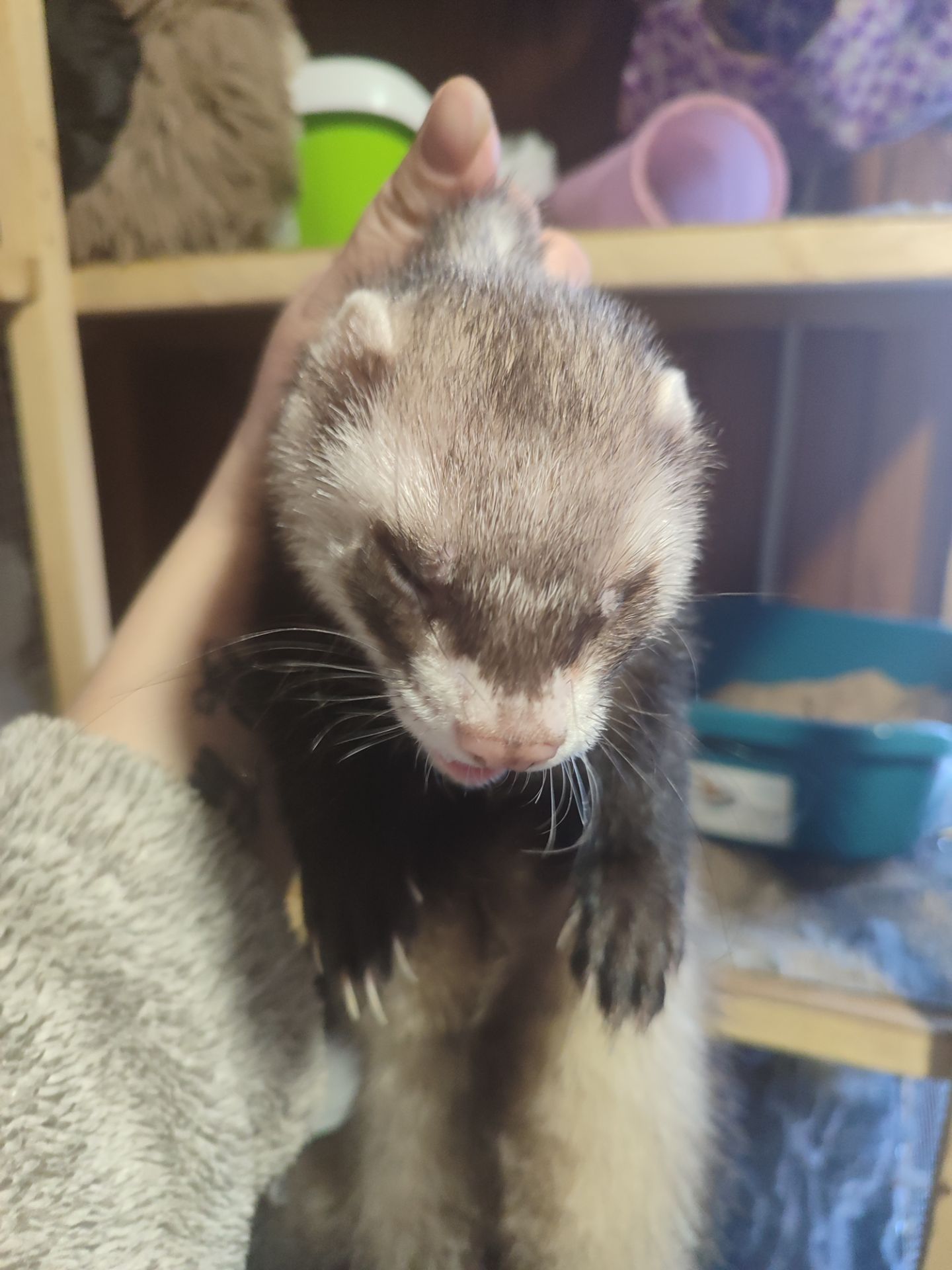 Пара тхориків