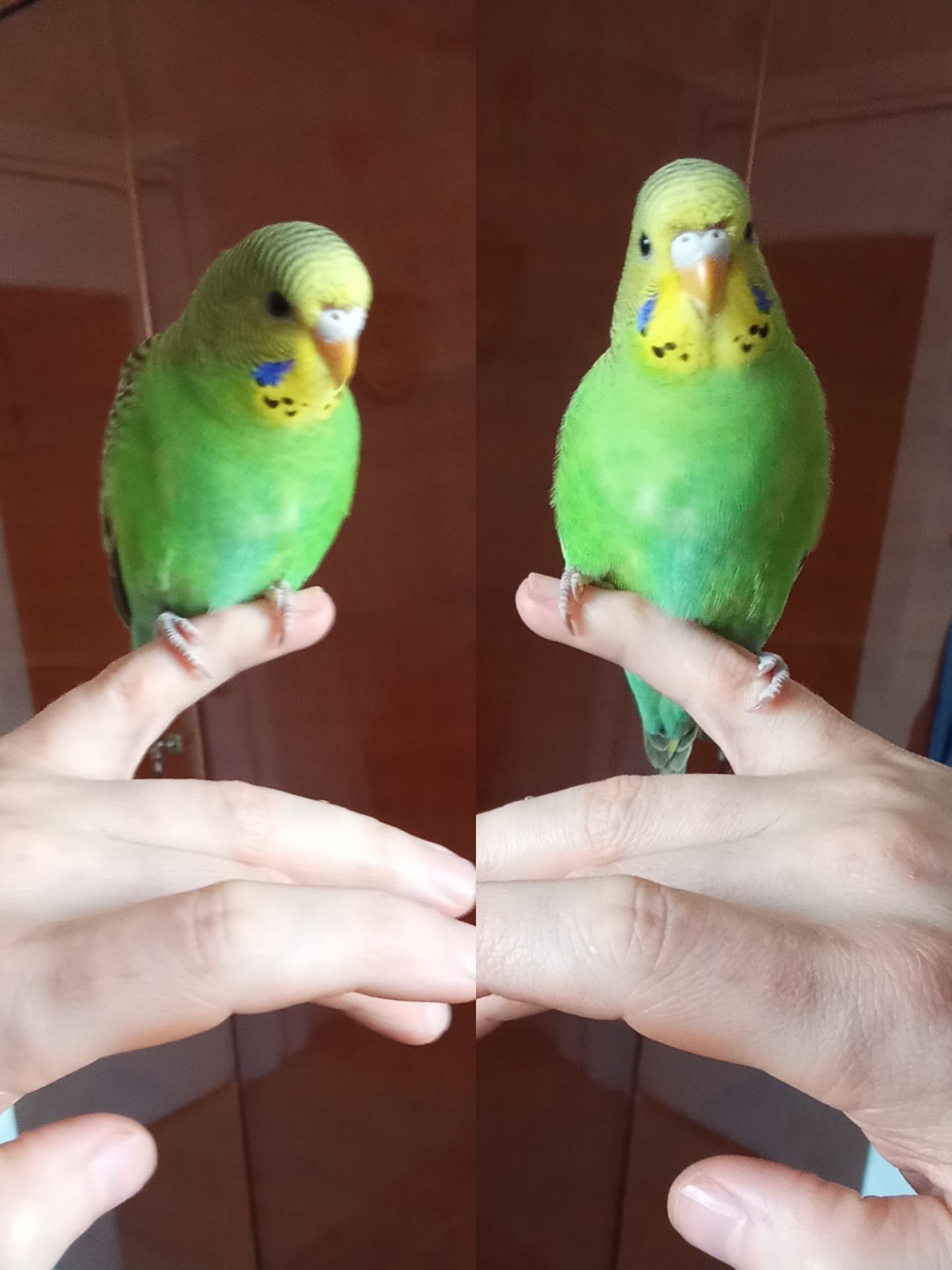 Реальная цена, от домашней семьи волнистый попугай, птенец, хвилястий папуга, пташеня