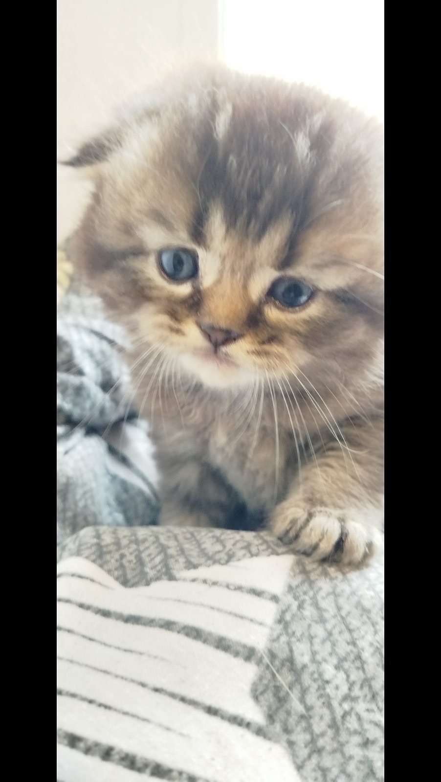 Шотландська шиншила Котенок Фолд дівчинка кот