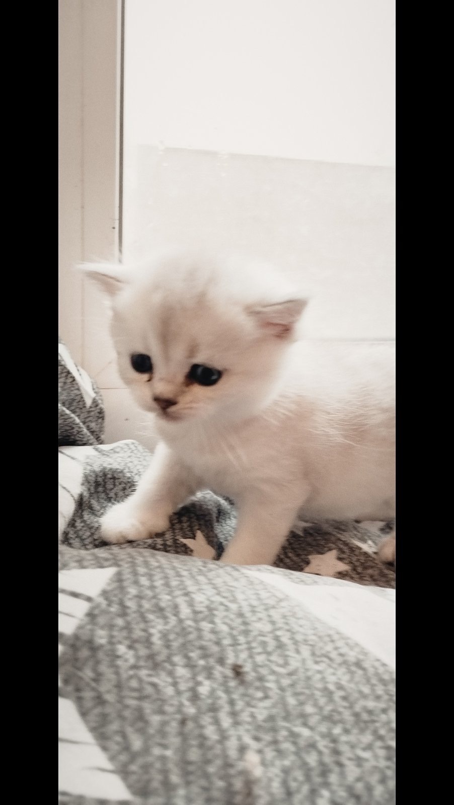 Шотландська шиншила Котенок страйт дівчинка кот