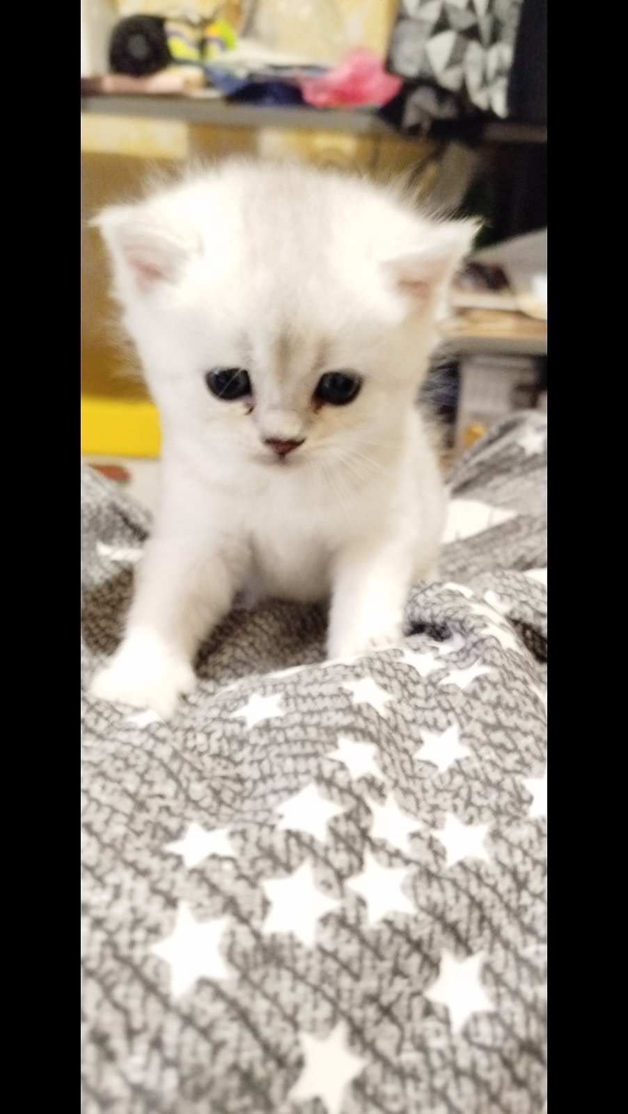 Шотландська шиншила Котенок страйт дівчинка кот