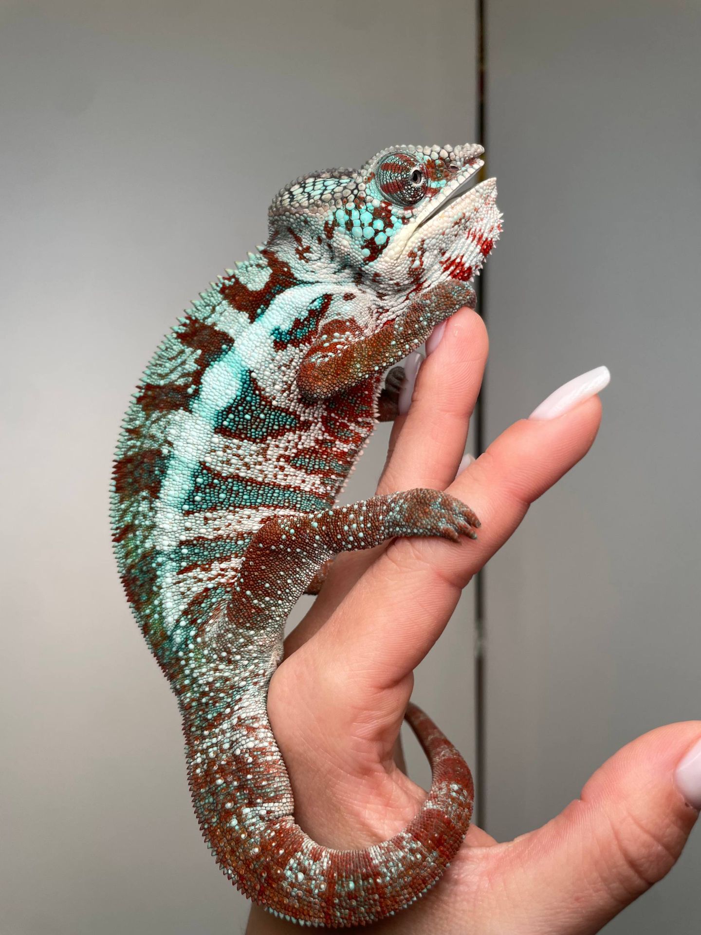 Пантеровий хамелеон, ручний хамелон, морфний хамелеон, червоний хамелеон, синій хамелеон