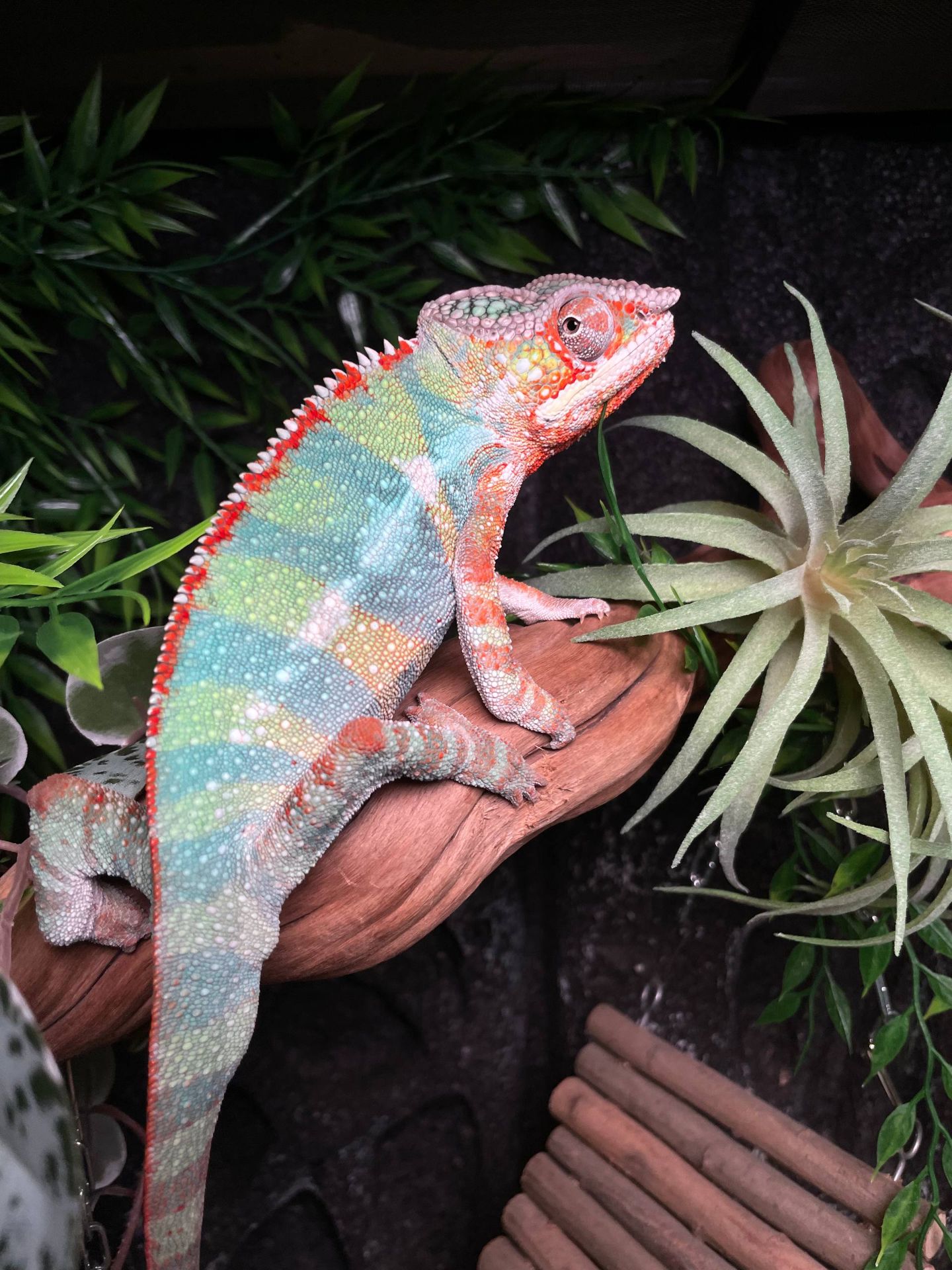 Пантеровий хамелеон, ручний хамелон, морфний хамелеон, червоний хамелеон, синій хамелеон