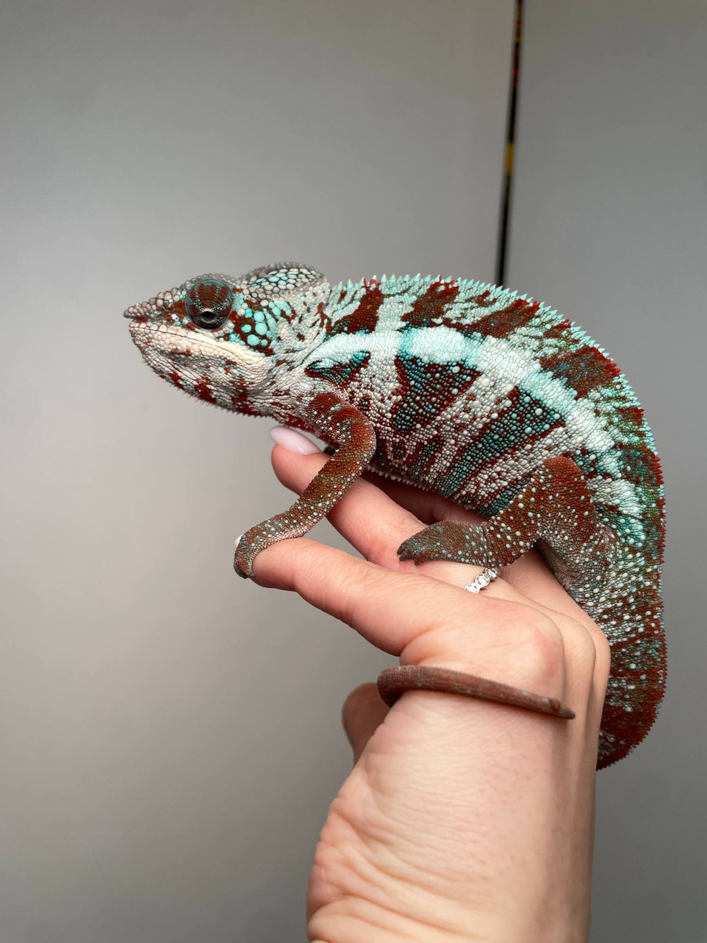 Пантеровий хамелеон, ручний хамелон, морфний хамелеон, червоний хамелеон, синій хамелеон