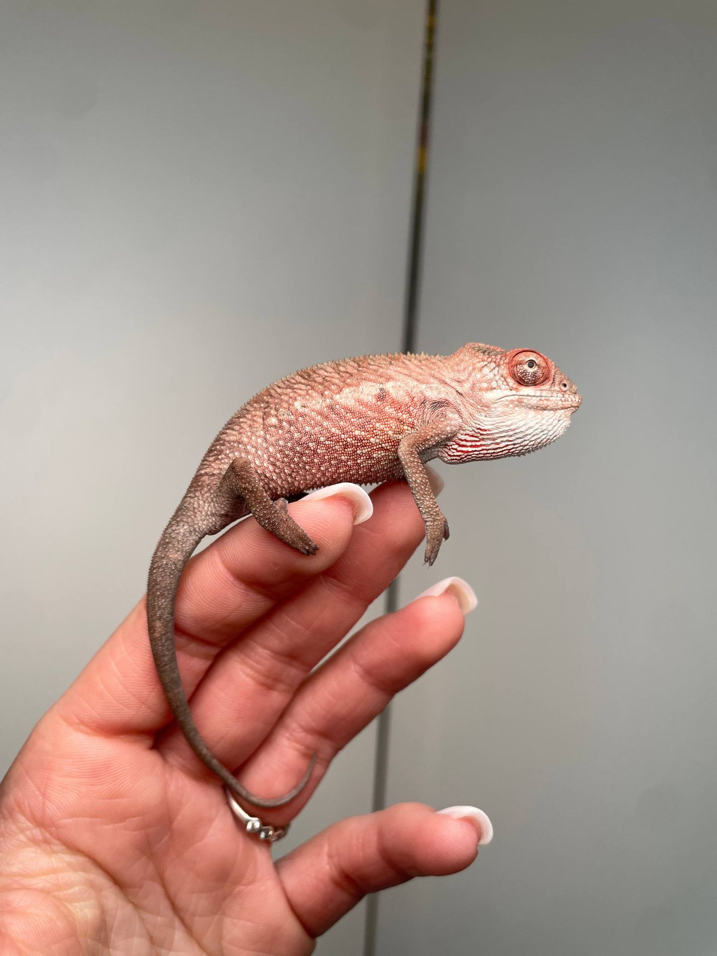 Пантеровий хамелеон, ручний хамелон, морфний хамелеон, червоний хамелеон, синій хамелеон