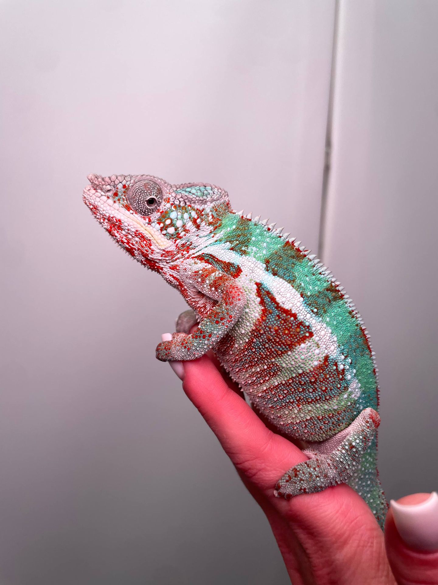 Пантеровий хамелеон, ручний хамелон, морфний хамелеон, червоний хамелеон, синій хамелеон