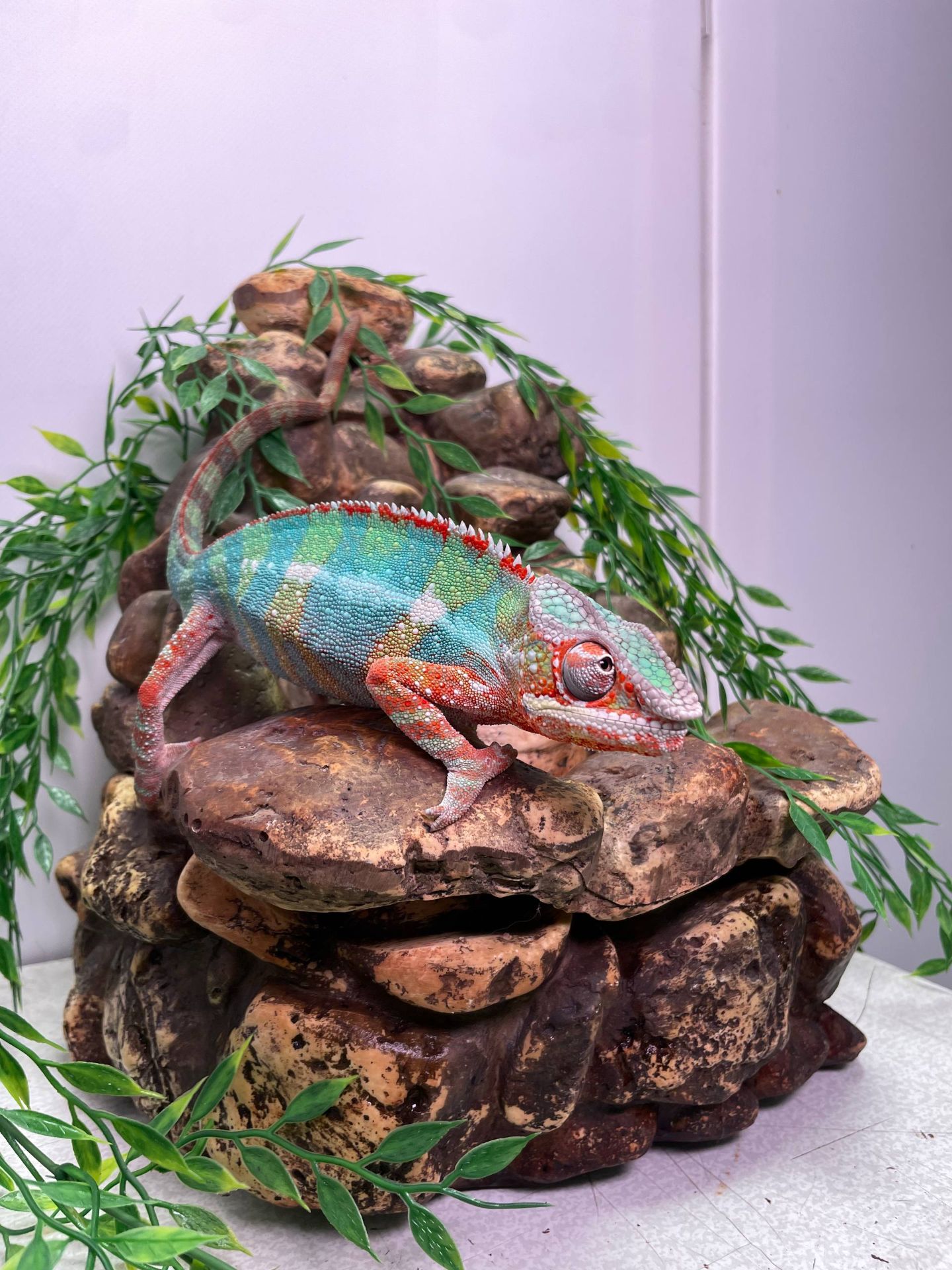 Пантеровий хамелеон, ручний хамелон, морфний хамелеон, червоний хамелеон, синій хамелеон