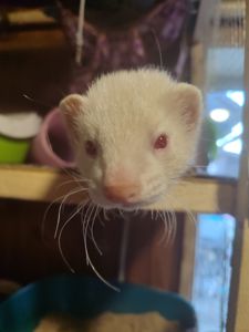 Пара тхориків