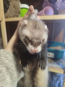 Пара тхориків