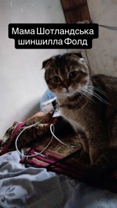 Шотландська шиншила Котенок Фолд дівчинка кот