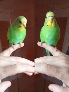 Реальная цена, от домашней семьи волнистый попугай, птенец, хвилястий папуга, пташеня