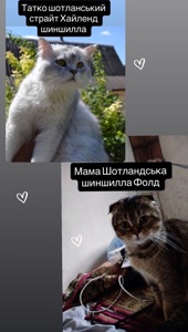 Шотландська шиншила Котенок страйт дівчинка кот