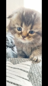 Шотландська шиншила Котенок Фолд дівчинка кот