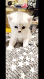 Шотландська шиншила Котенок страйт дівчинка кот