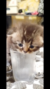 Шотландська шиншила Котенок Фолд дівчинка кот