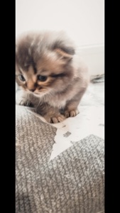 Шотландська шиншила Котенок Фолд дівчинка кот