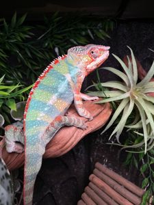 Пантеровий хамелеон, ручний хамелон, морфний хамелеон, червоний хамелеон, синій хамелеон