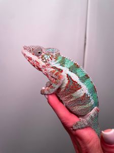 Пантеровий хамелеон, ручний хамелон, морфний хамелеон, червоний хамелеон, синій хамелеон