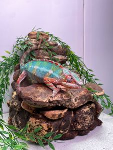Пантеровий хамелеон, ручний хамелон, морфний хамелеон, червоний хамелеон, синій хамелеон