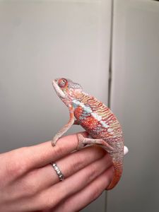 Пантеровий хамелеон, ручний хамелон, морфний хамелеон, червоний хамелеон, синій хамелеон