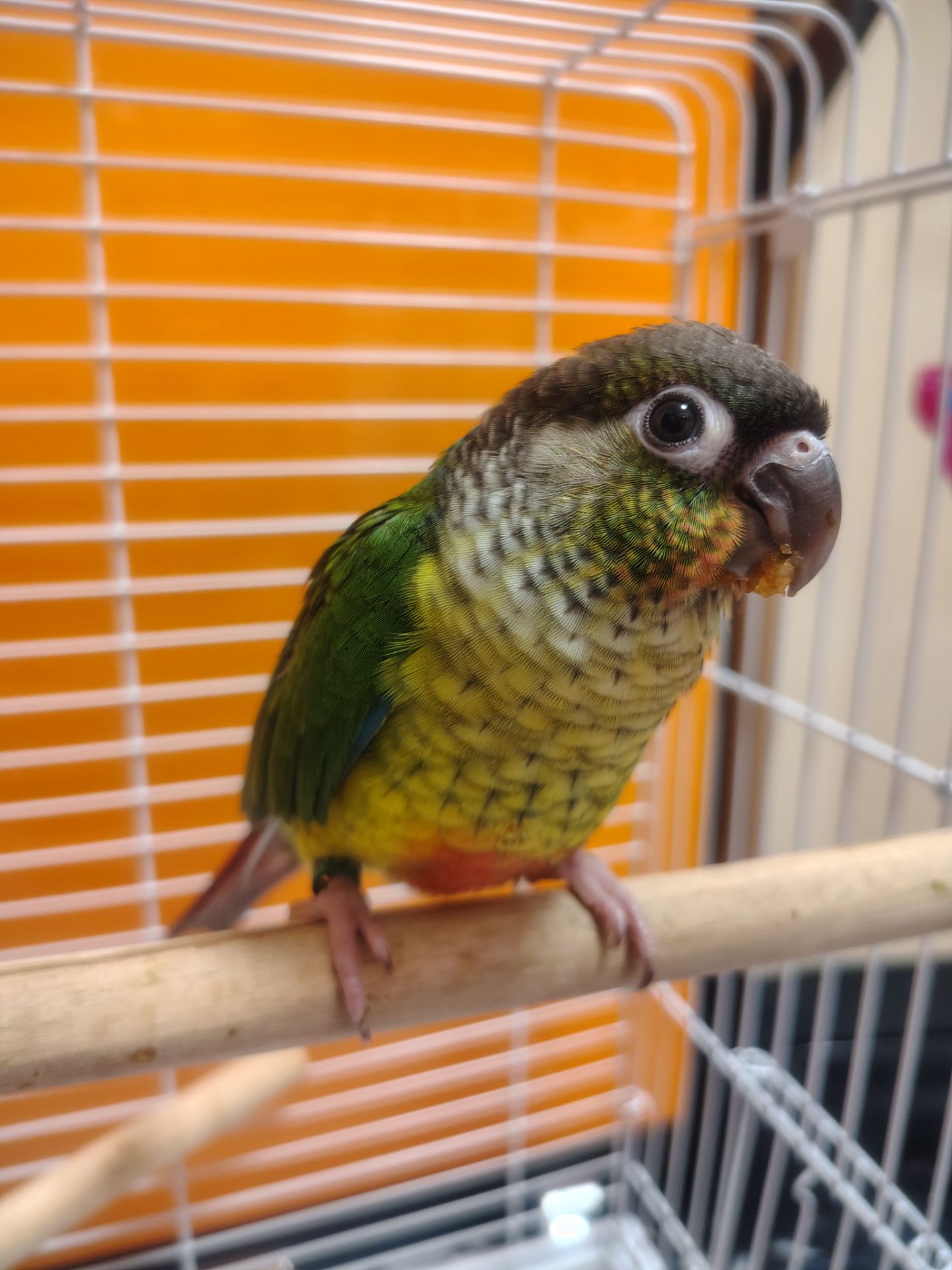 Продам папугу піррура