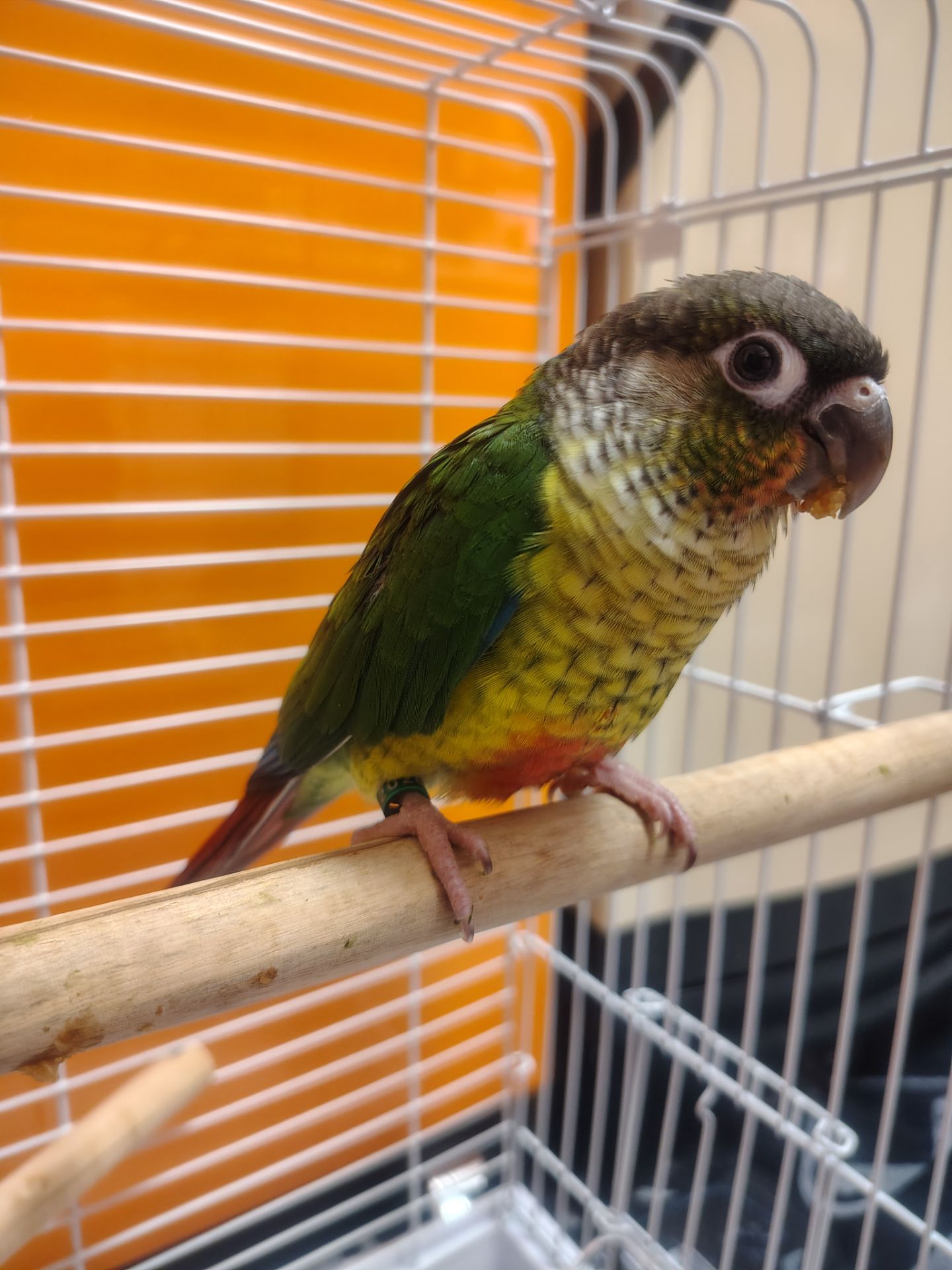 Продам папугу піррура