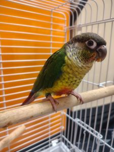 Продам папугу піррура