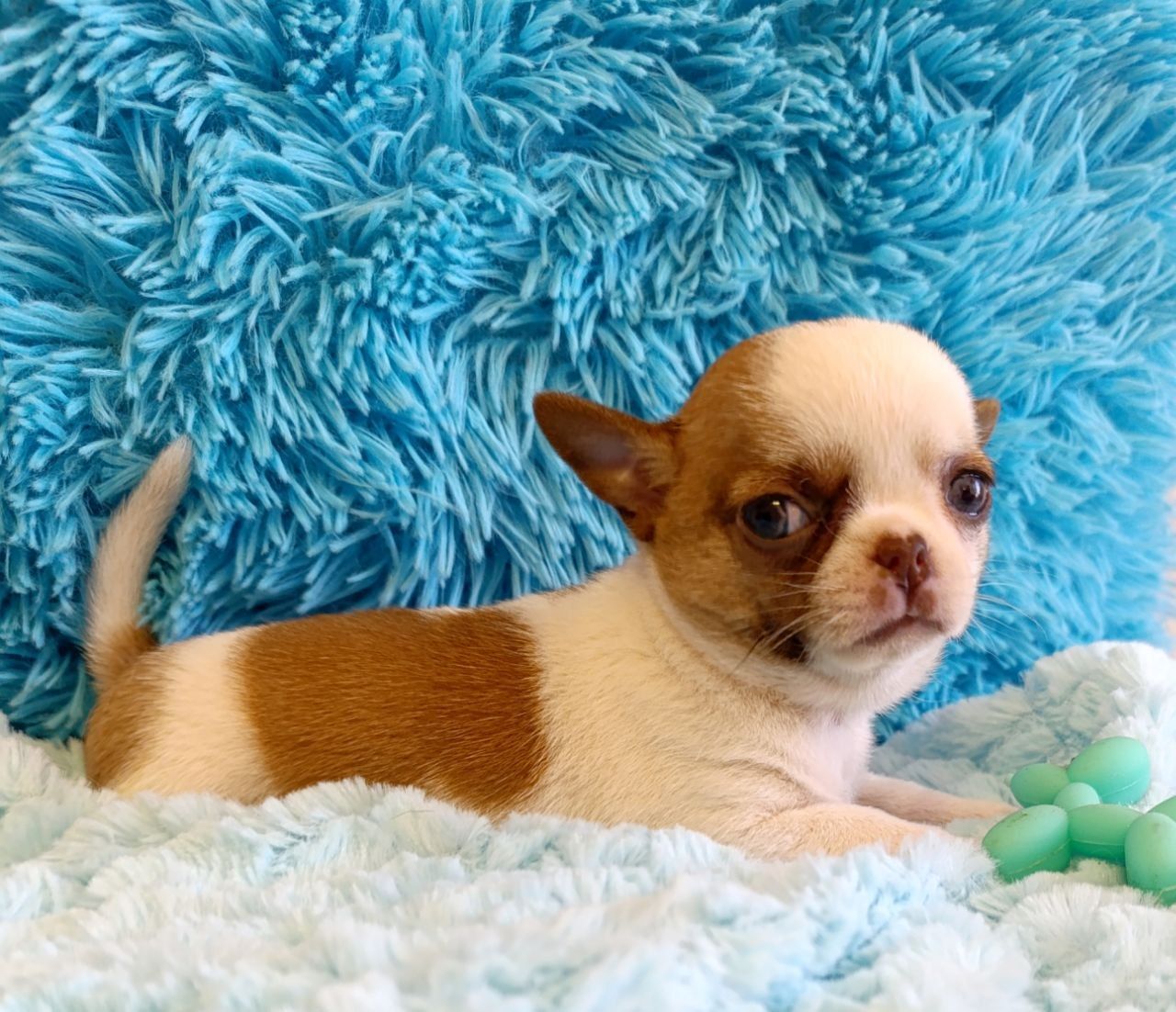 Хлопчик стандартного розміру