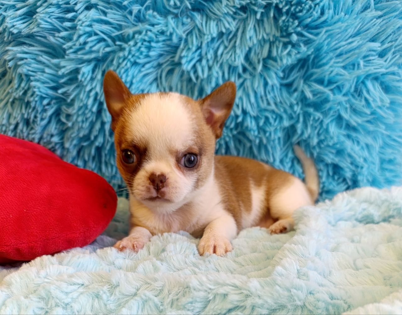 Хлопчик стандартного розміру