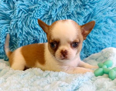 Хлопчик стандартного розміру