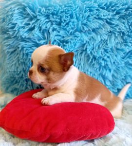 Хлопчик стандартного розміру