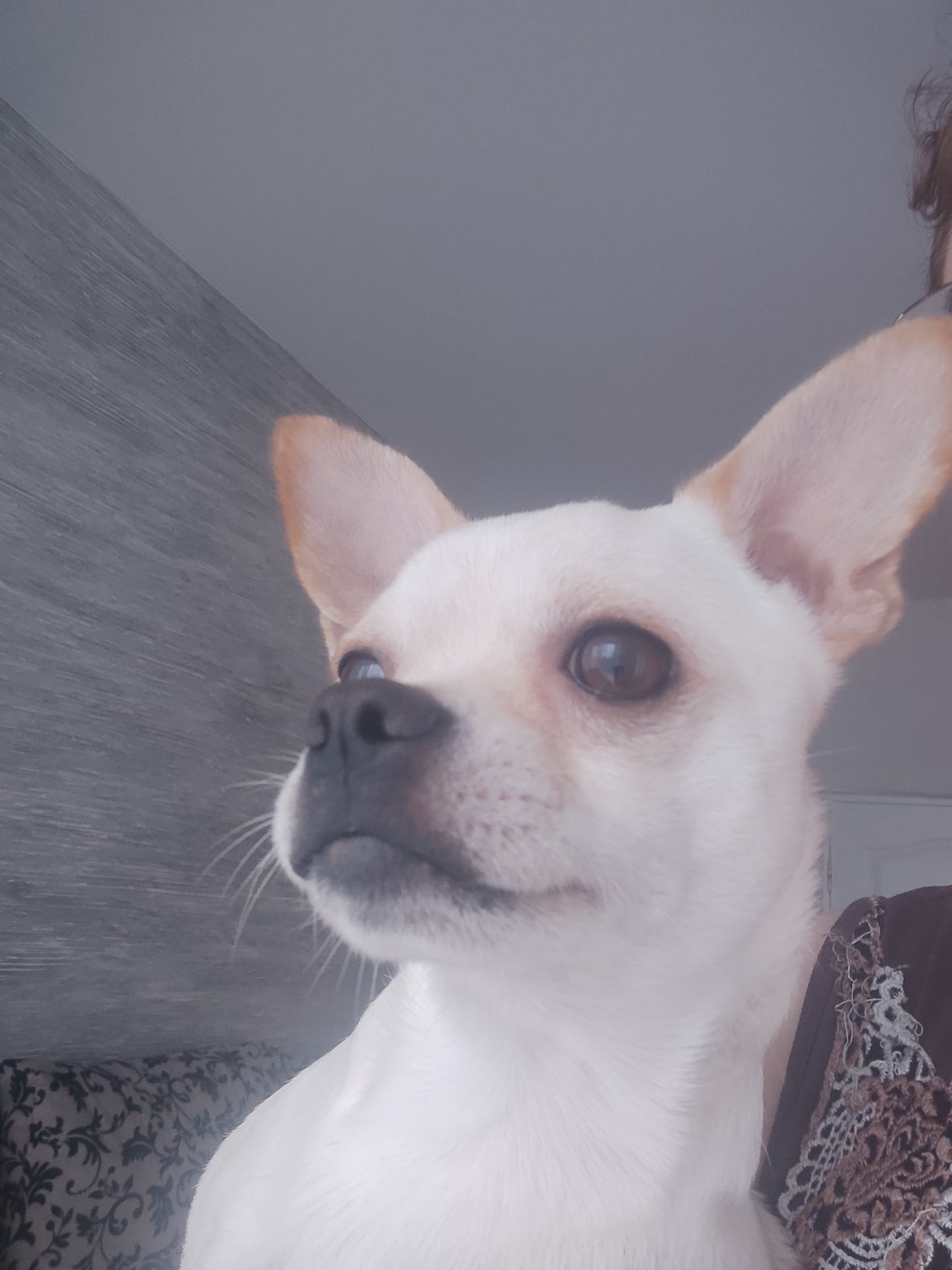 Хлопчик чіхуахуа шукає люблячу родину