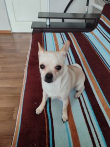 Хлопчик чіхуахуа шукає люблячу родину