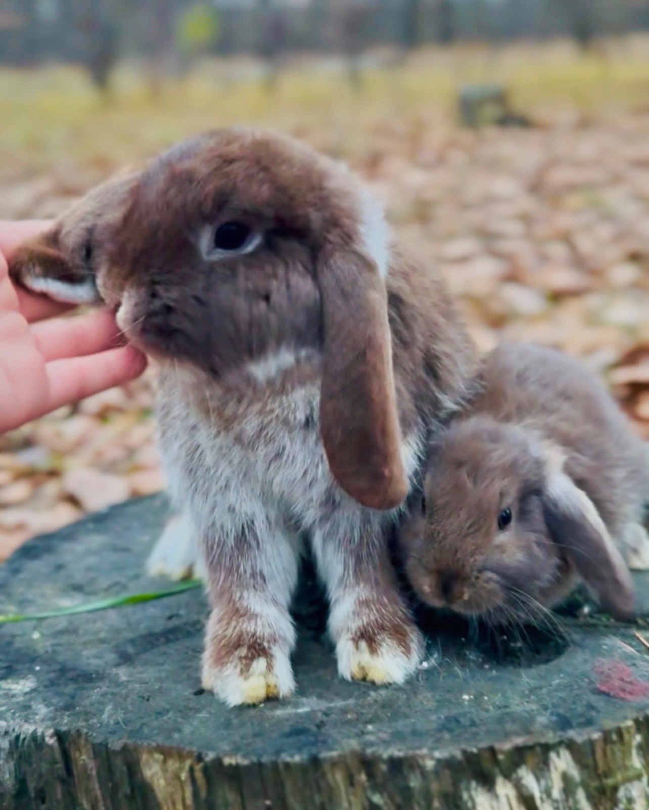 Шоколадні! Розплідник, міжнародні документи, Нідерландський висловухий