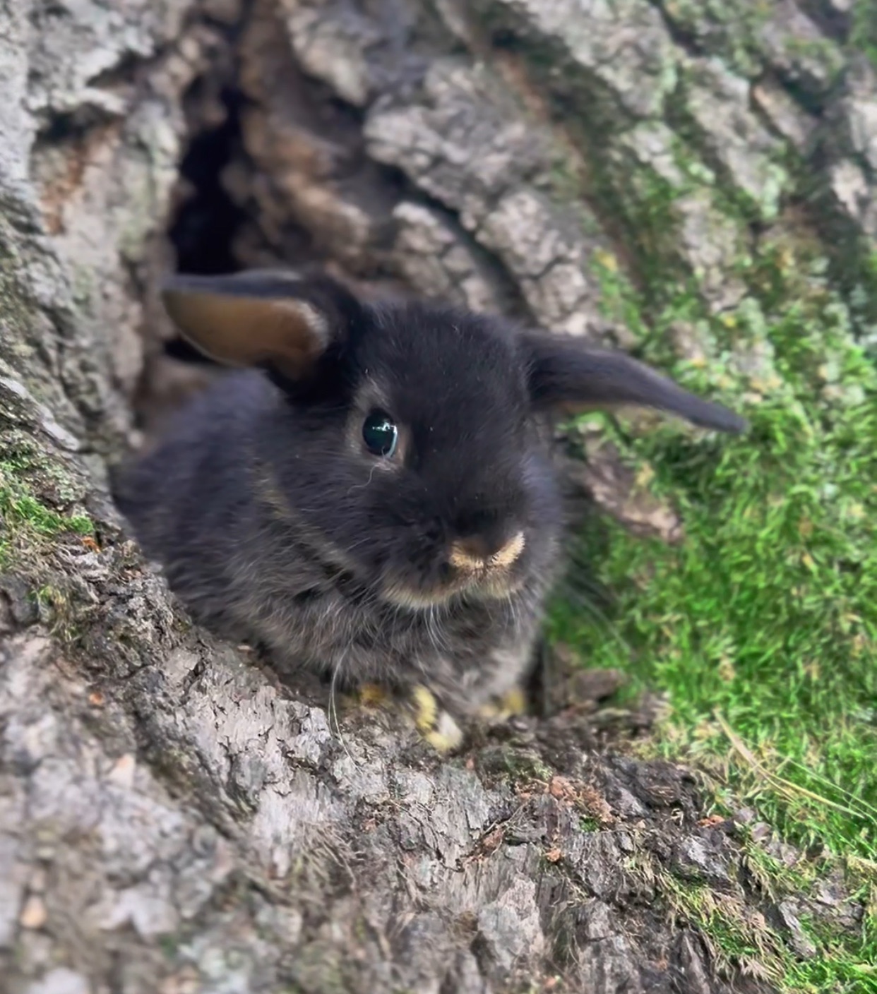 Розплідник! Документи! Родовід! Нідерландський висловухий