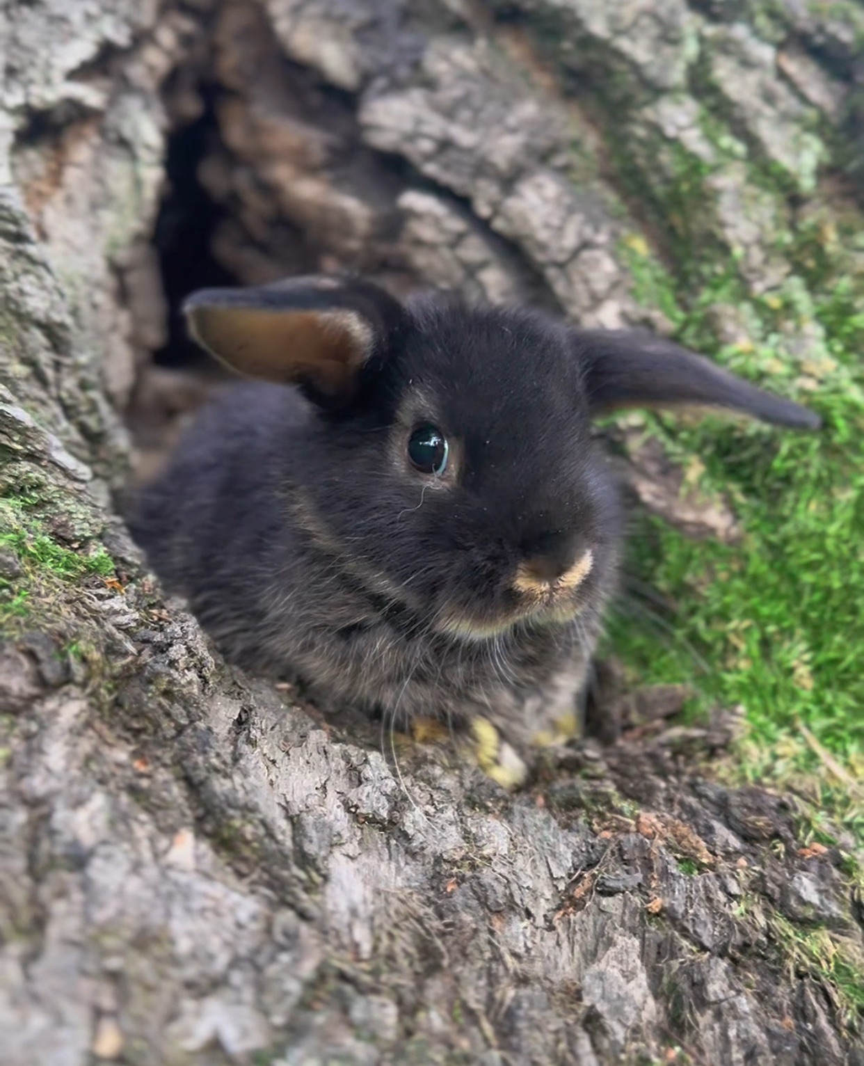 Розплідник! Документи! Родовід! Нідерландський висловухий