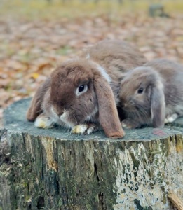 Шоколадні! Розплідник, міжнародні документи, Нідерландський висловухий