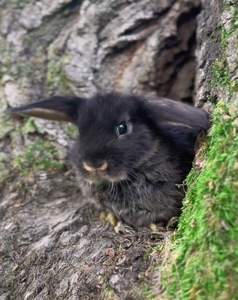 Розплідник! Документи! Родовід! Нідерландський висловухий