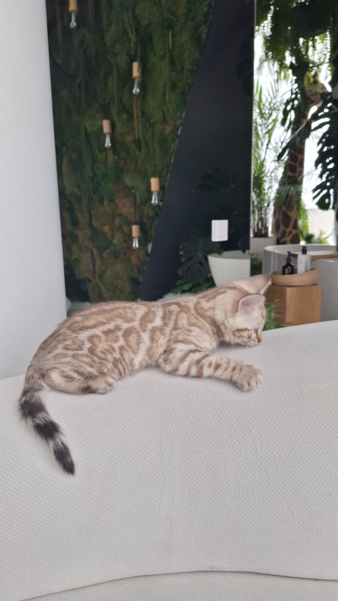 Шикарні бенгальські кошенята