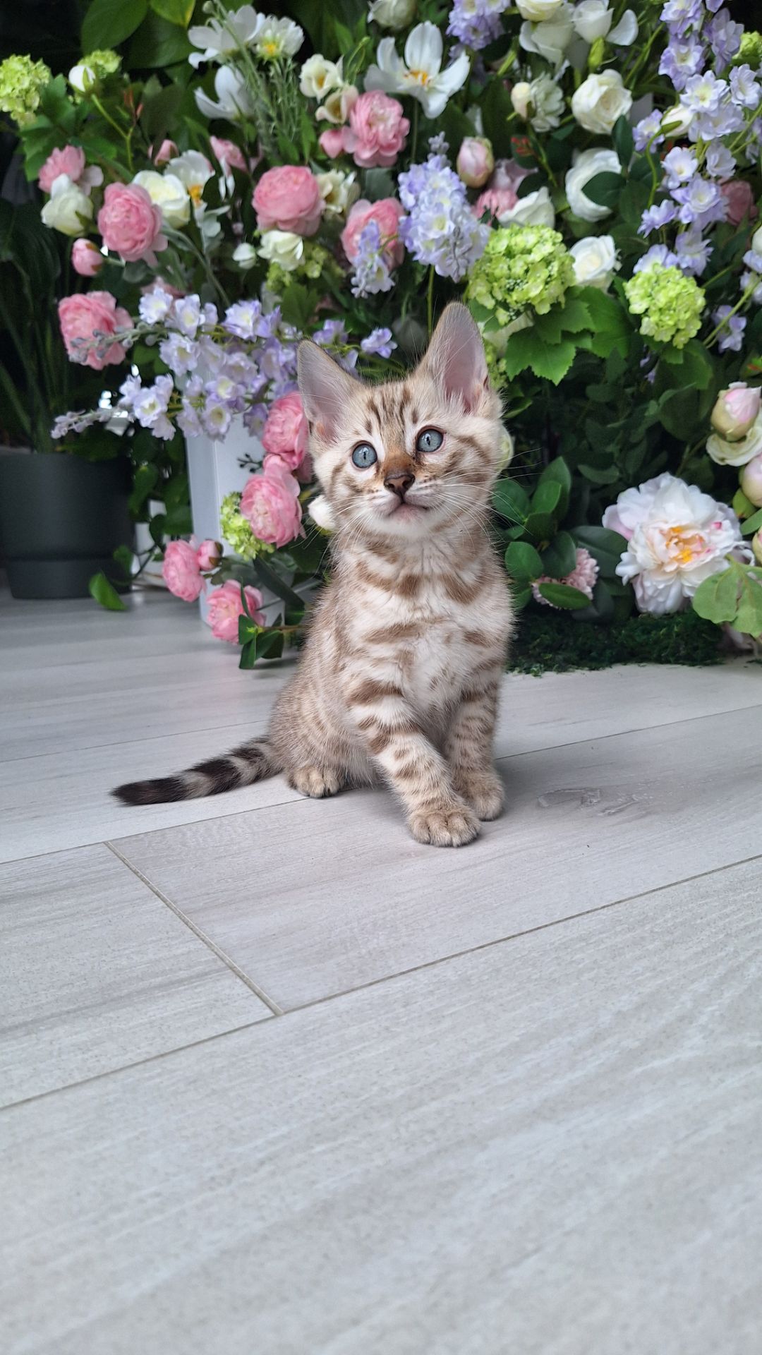 Шикарні бенгальські кошенята