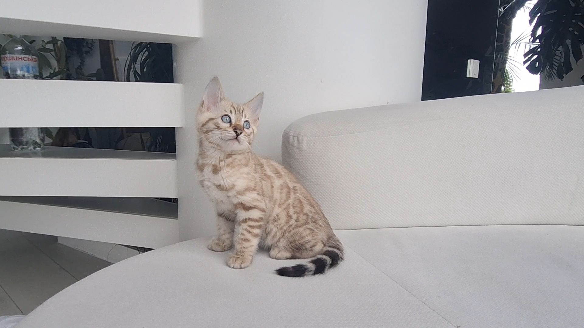 Шикарні бенгальські кошенята