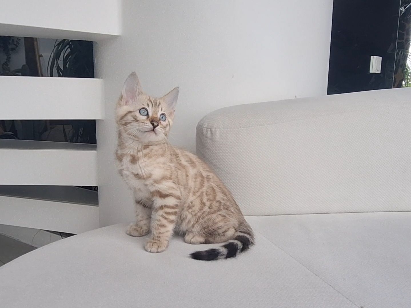 Шикарні бенгальські кошенята