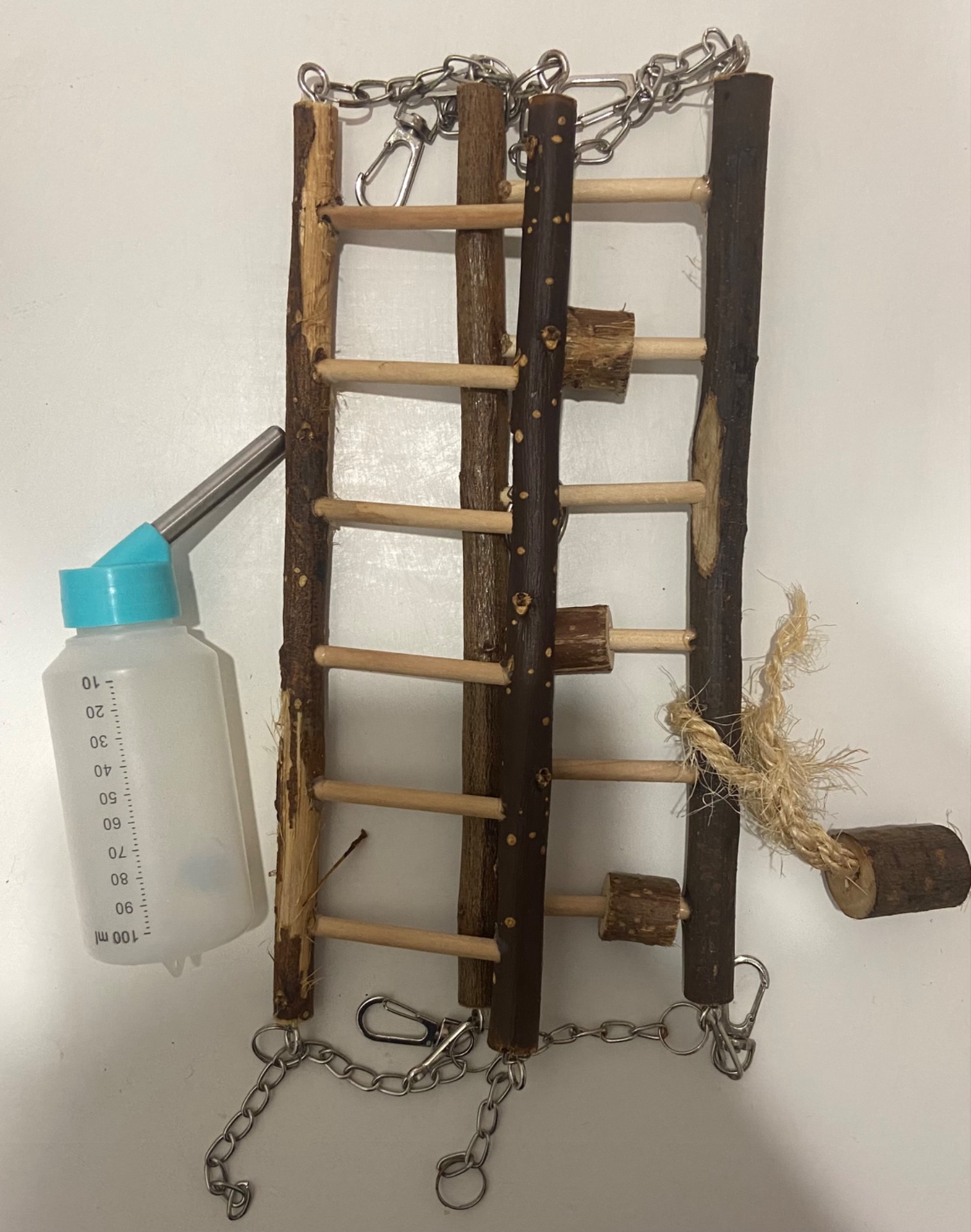 Сирійський хомячок