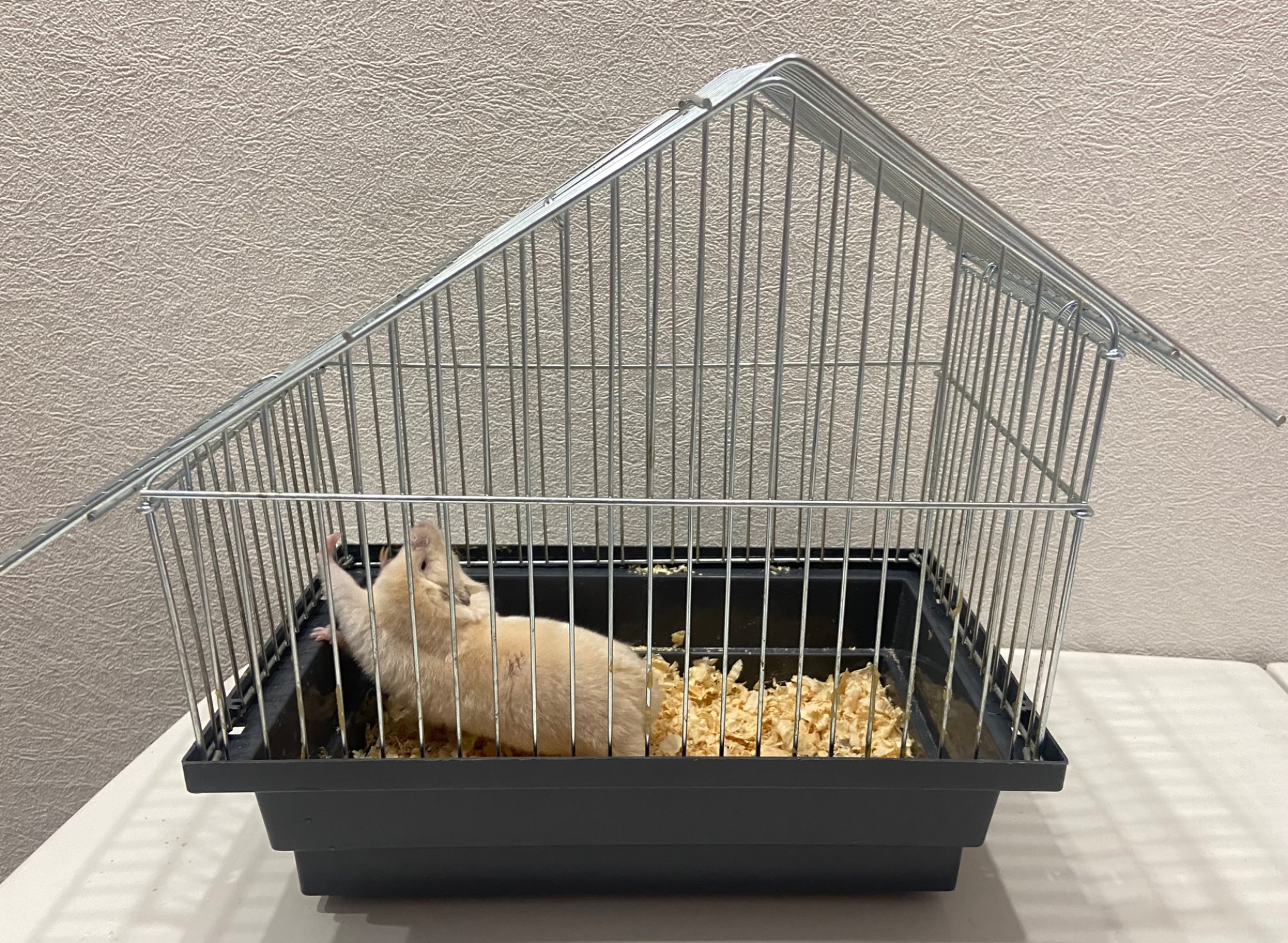 Сирійський хомячок