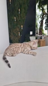 Шикарні бенгальські кошенята