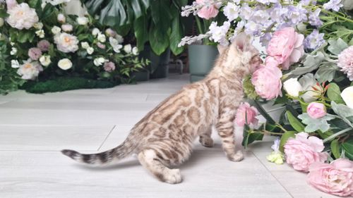 Шикарні бенгальські кошенята