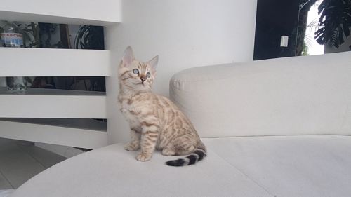 Шикарні бенгальські кошенята